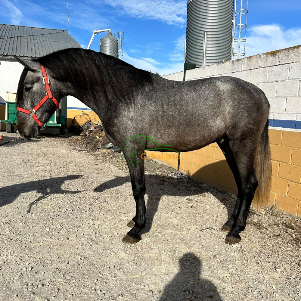 🐎🇪🇸 FARRUCO DE MILLÁN - Potro PRE de Grandes Orígenes 🇪🇸🐎