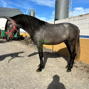 🐎🇪🇸 FARRUCO DE MILLÁN - Potro PRE de Grandes Orígenes 🇪🇸🐎
