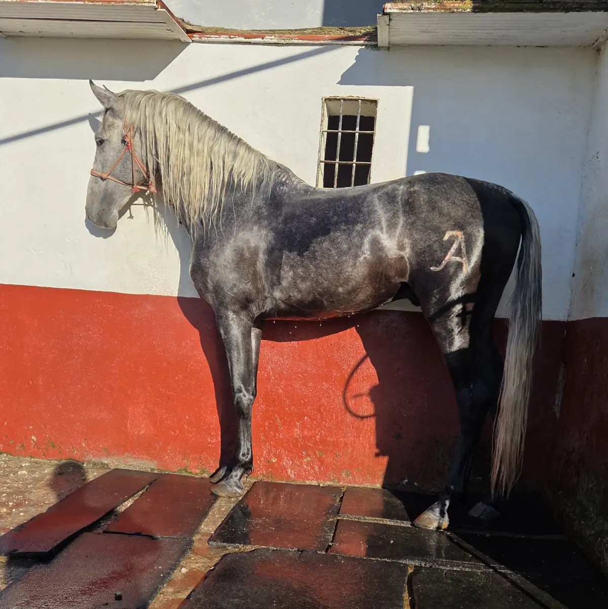 Caballo con 4años y medio
