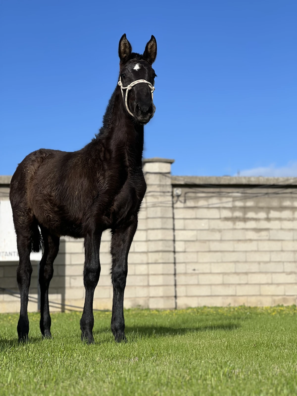 Potra PRE Negra, Valdeolivas.