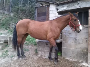 Yegua PRE apta para todos los jinetes