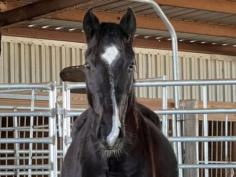 un caballo mustang de buena raza capado