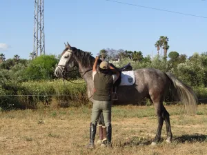 Extraordinadora yegua Armas Tulipa