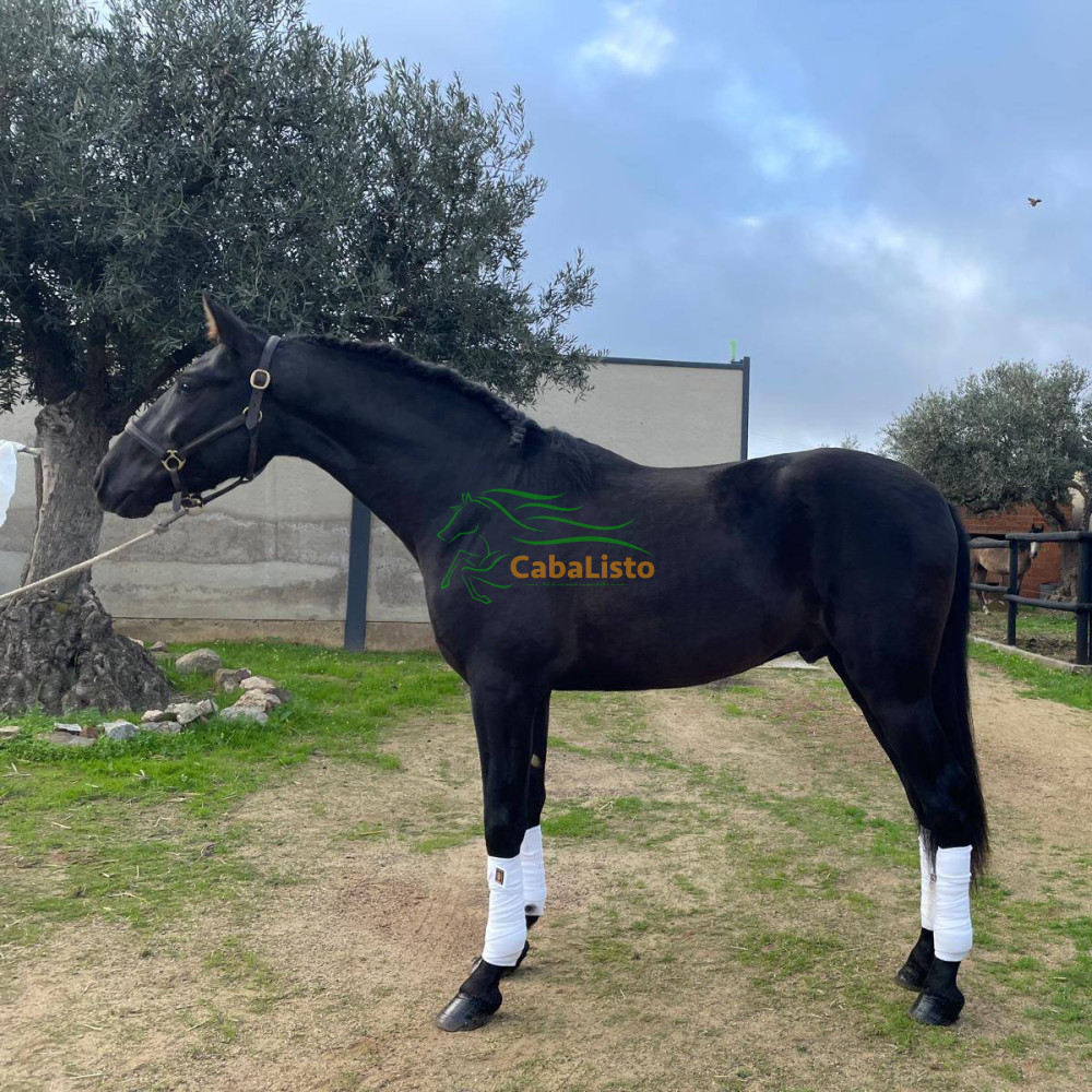 Espectacular potro negro PRE 🇪🇸