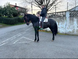 Se vende potro PRE Negro va hacer cuatro años es muy andador y con mucha fuerza está montado a los tres aires y mide 1,64  a bastón