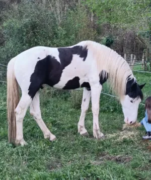 Semental Barock pinto