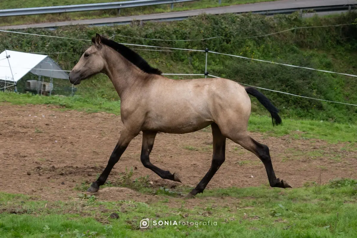 Disponible potra PRE Baya