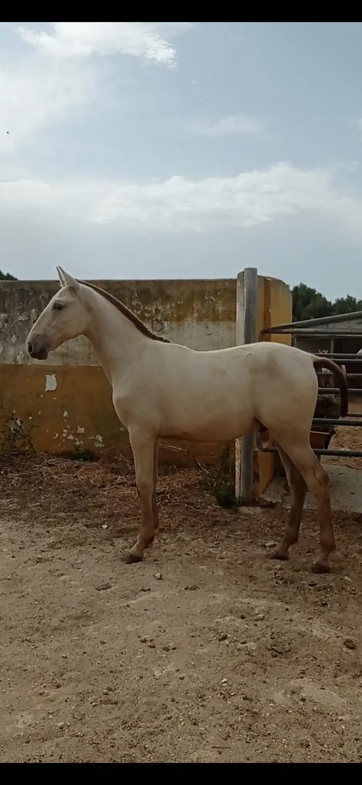 Excepcional Potro de Capa Isabela Negra.