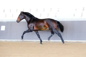 GUFALO TORRELUNA