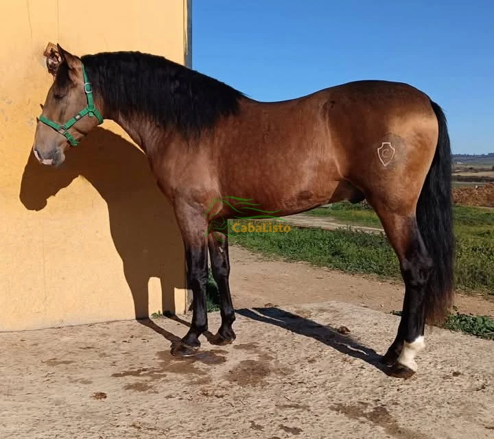 Bayo dorado PRe nieto de ismaeli 1.62 barroco se está empezando a montar muy manso para hacer ganaderia o como capricho