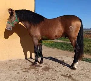 Bayo dorado PRe nieto de ismaeli 1.62 barroco se está empezando a montar muy manso para hacer ganaderia o como capricho
