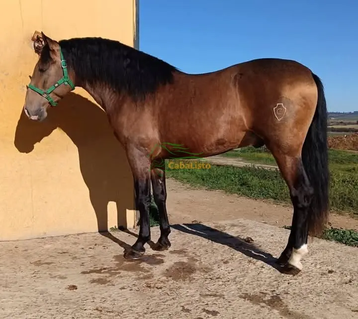 Bayo dorado PRe nieto de ismaeli 1.62 barroco se está empezando a montar muy manso para hacer ganaderia o como capricho