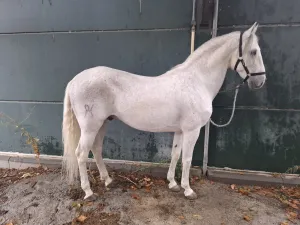 caballo lusitano