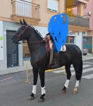 yegua Pre con pasaporte de 7 años