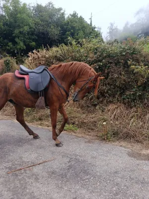se vende potro