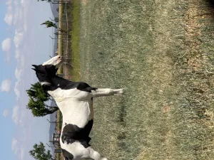 caballo pio