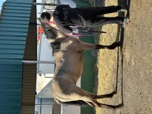 EN VENTA potro bayo