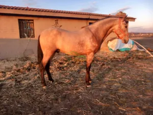 Se vende un potro ballo puro español con papeles