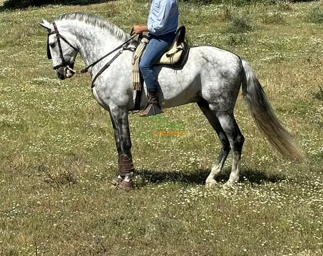 Se vende caballo pre de unos orígenes inmejorables Torreluna. Es un animal de total confianza para cualquier tipo de público no es un animal barato pero de mucha calidad,sabiendo comportarse en todo tipo de eventos.(Bombón Torreluna)🐴