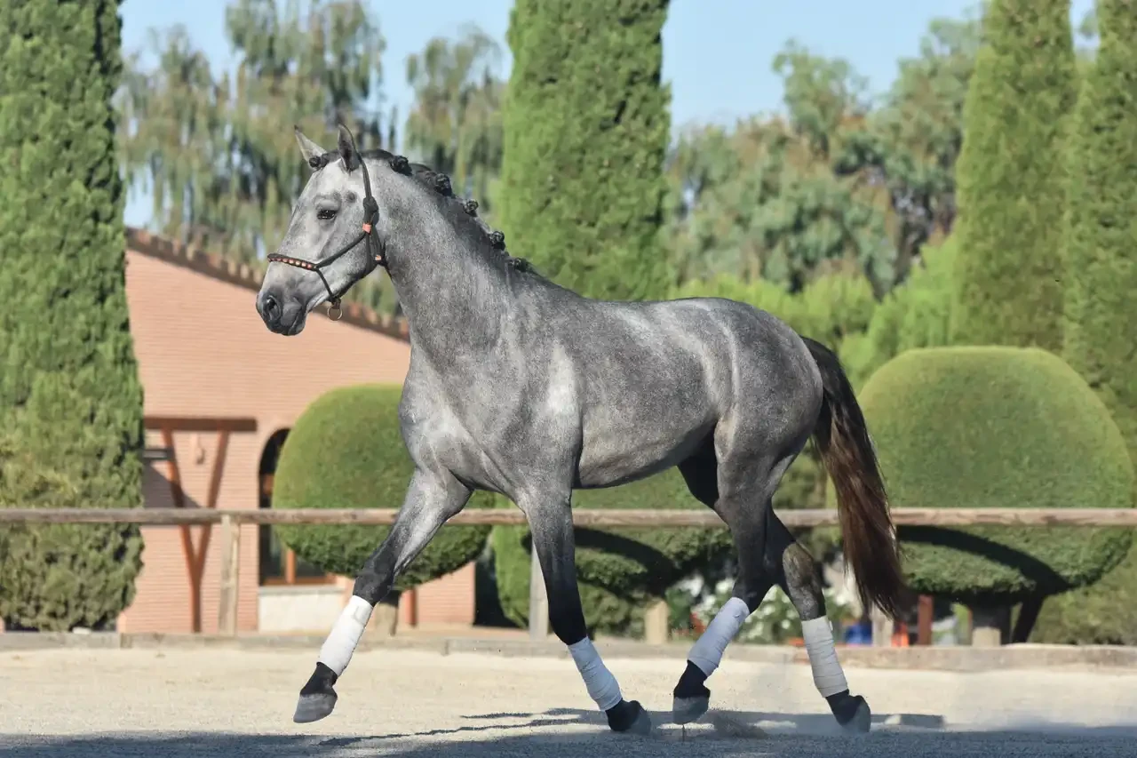 Espectacular caballo de Pura Raza Española (PRE) nacido en 2022