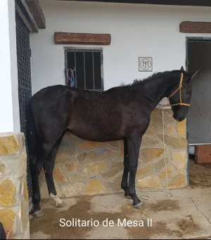 PRE Solitario de Mesa II , Torreluna.