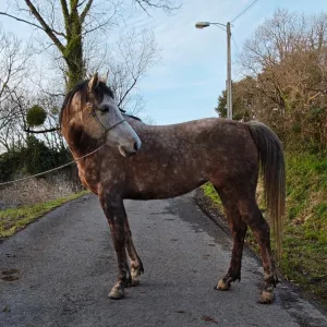 En venta yegua Anglo árabe 50%