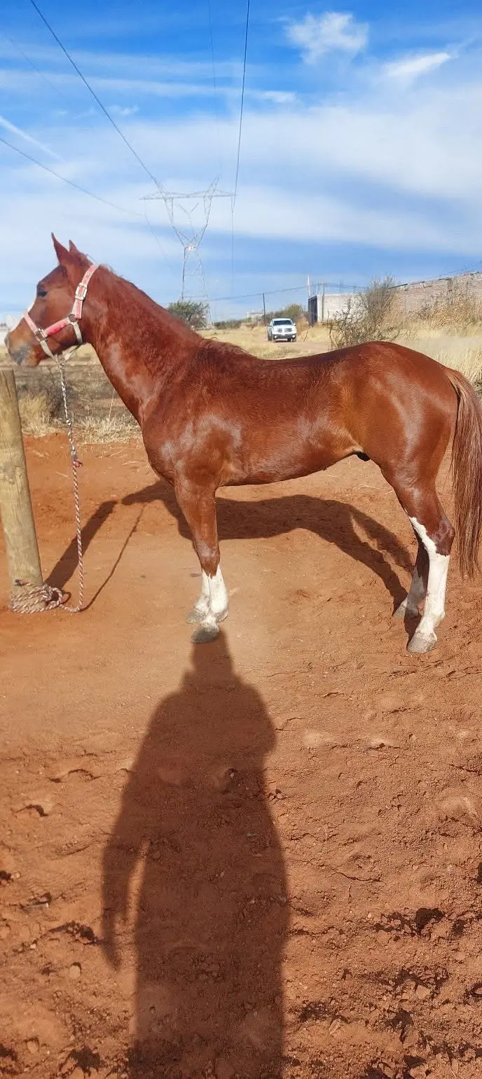 Caballo 3años y medio entero 22 puntos