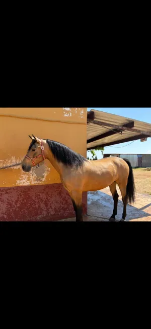Caballo Pre bayo 6 años un espectáculo de animal