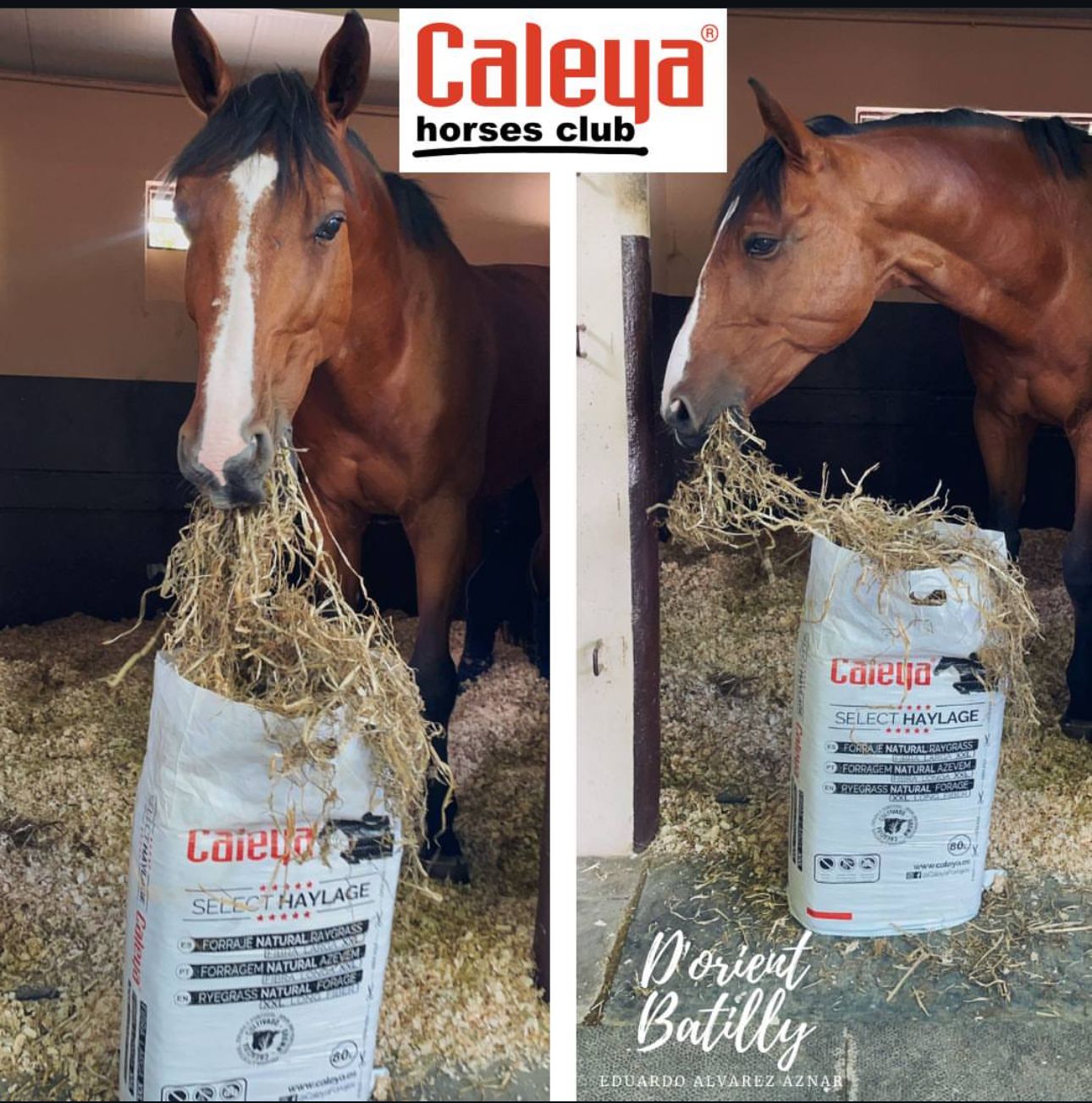 SELECT HAYLAGE FORRAJE NATURAL RYEGRASS