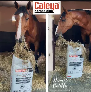 SELECT HAYLAGE FORRAJE NATURAL RYEGRASS