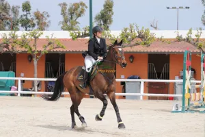 CABALLO ANGLOÁRABE