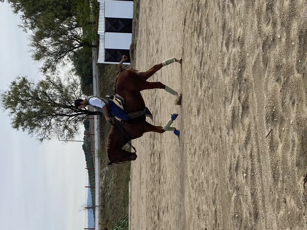 Caballo anglo árabe