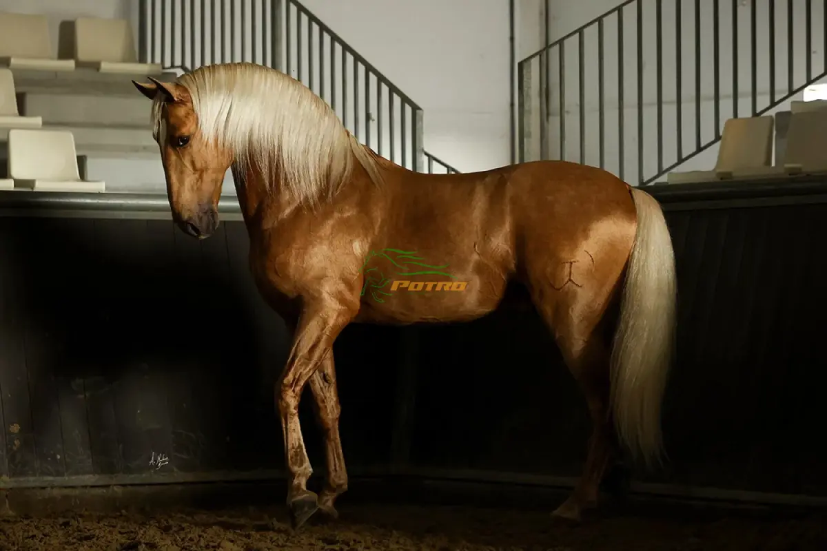 Venta de semen de (Brujo Torreluna)