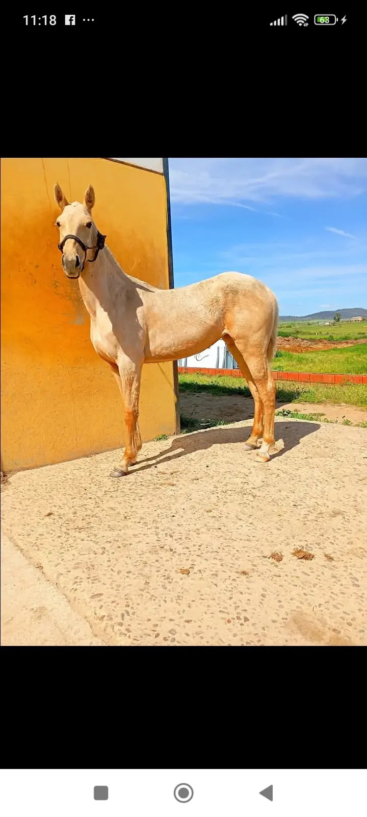 Potra Palomina 1año y 2meses lusitana