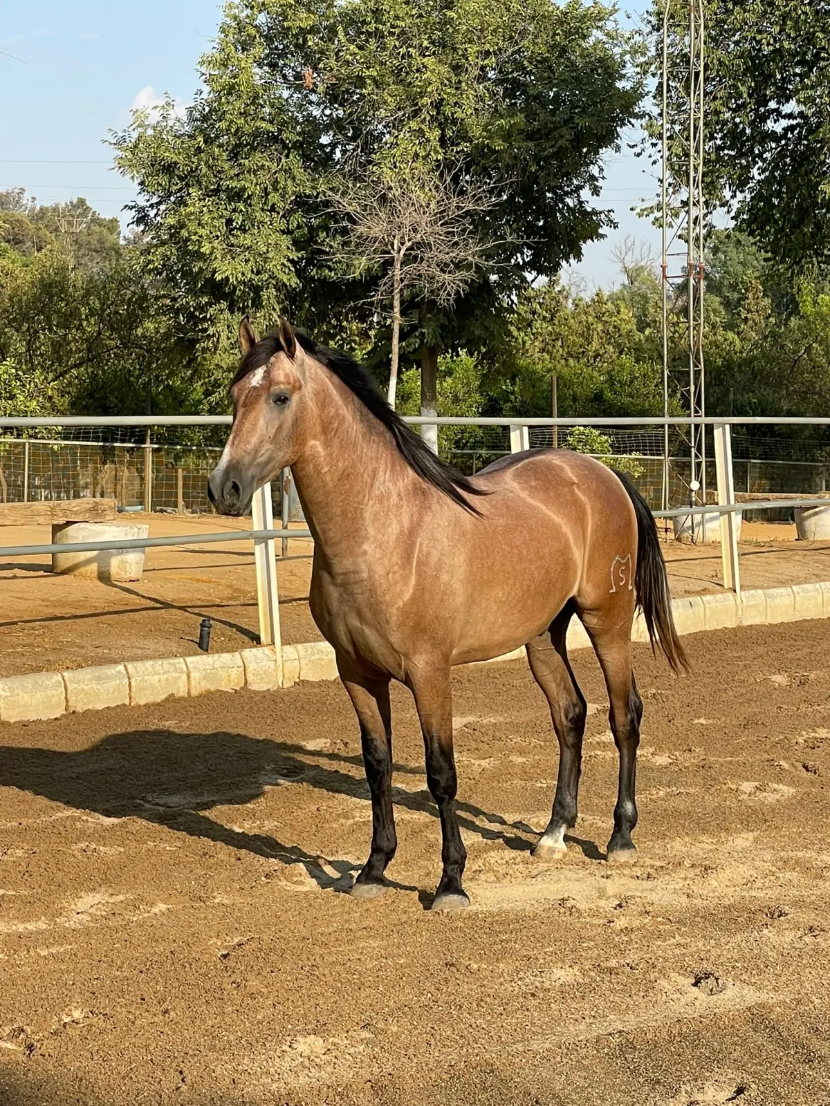 Pre inscrito vikingo ml