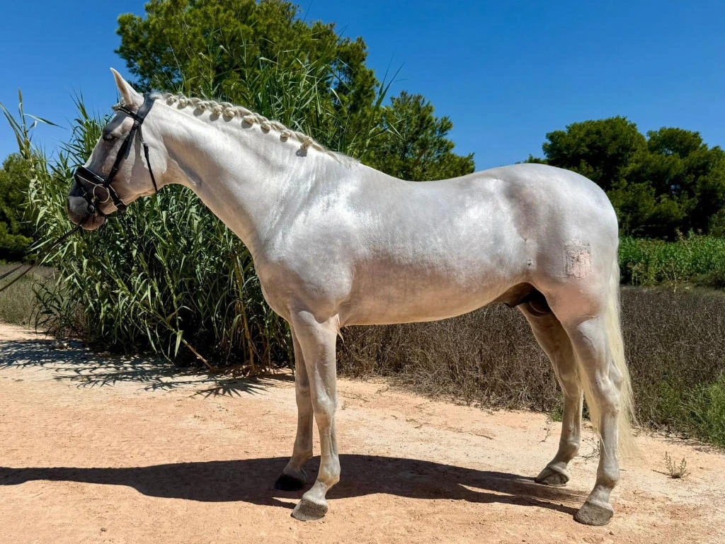 Semental PRE libre de piro en venta