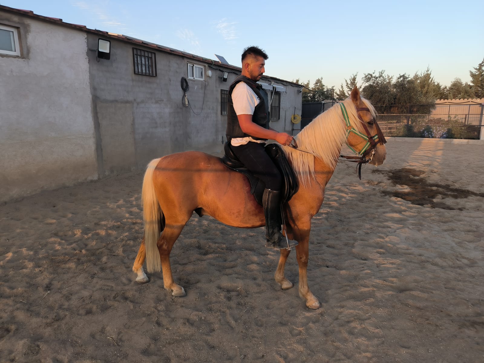 Venta de Caballo mestizo
