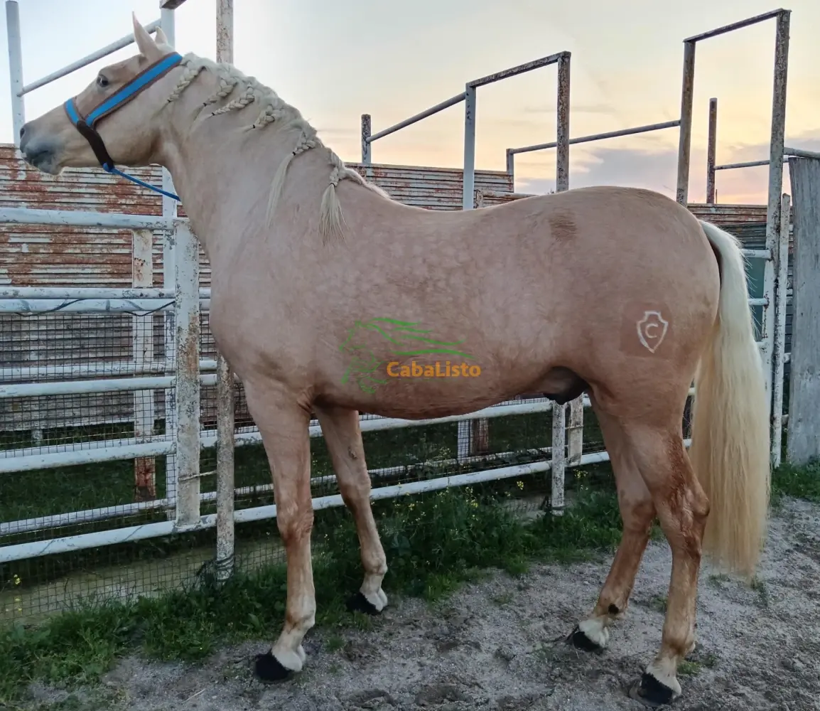 Palomino Pura raza española va hacer 3 años 1.63 linea Ismaeli