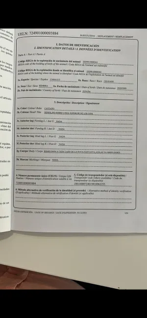 Yegua cruzada Española