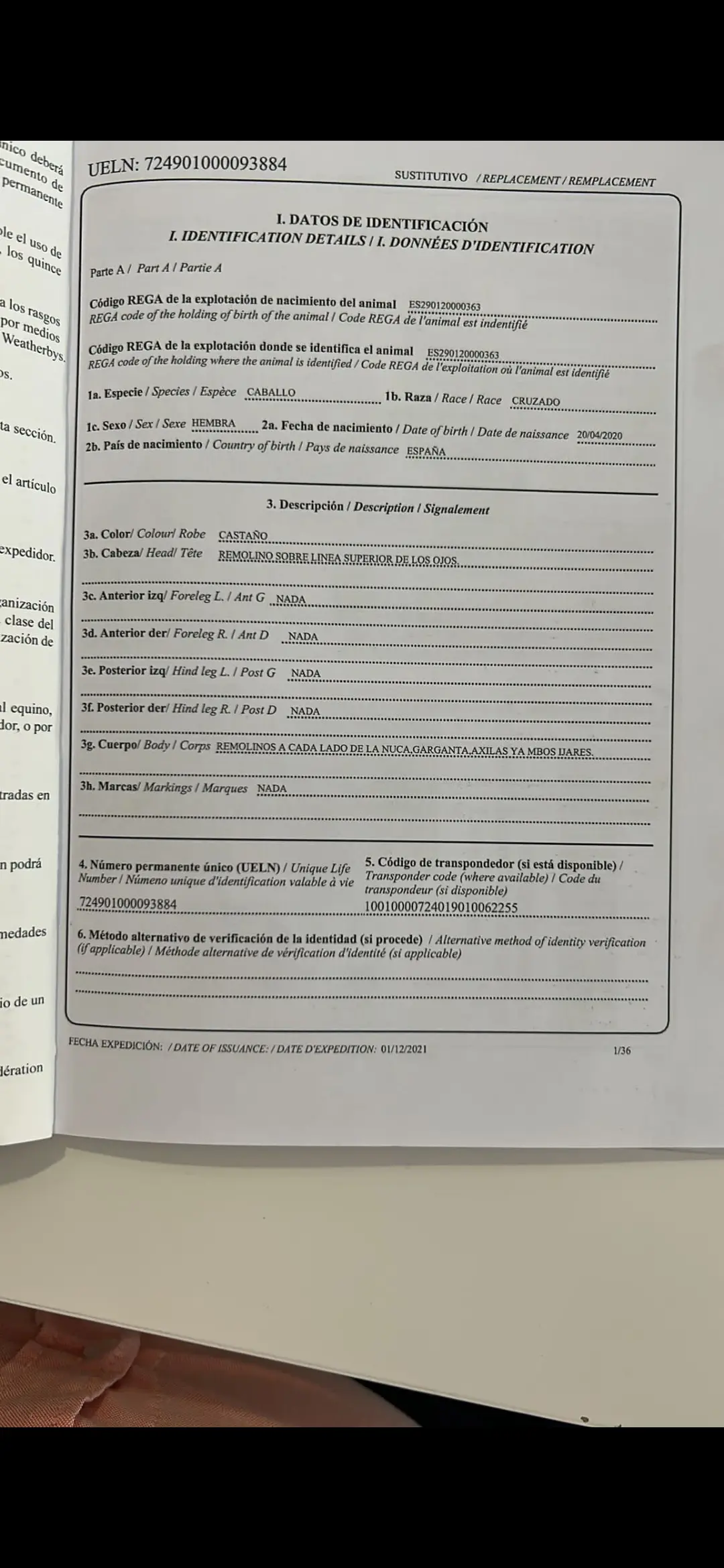 Yegua cruzada Española