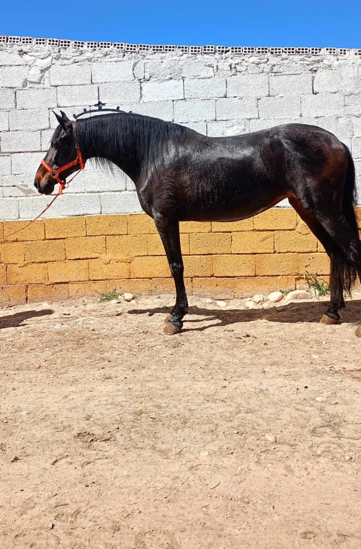 Se vende o se cambia yegua P.R.E con papeles