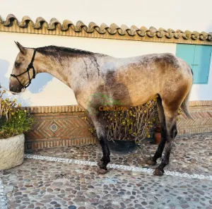 Se vende yegua con 5 años 1,63