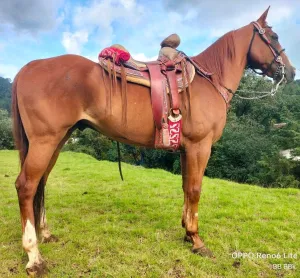 💥 Cuaco Alazán Pico Blanco – Para Inexpertos, Escaramuza o Cabalgata 🐎