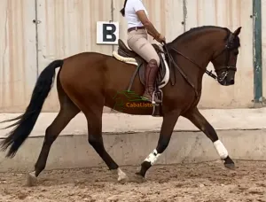DISPONIBLE PURA RAZA ESPAÑOL (PRE) 🇪🇸