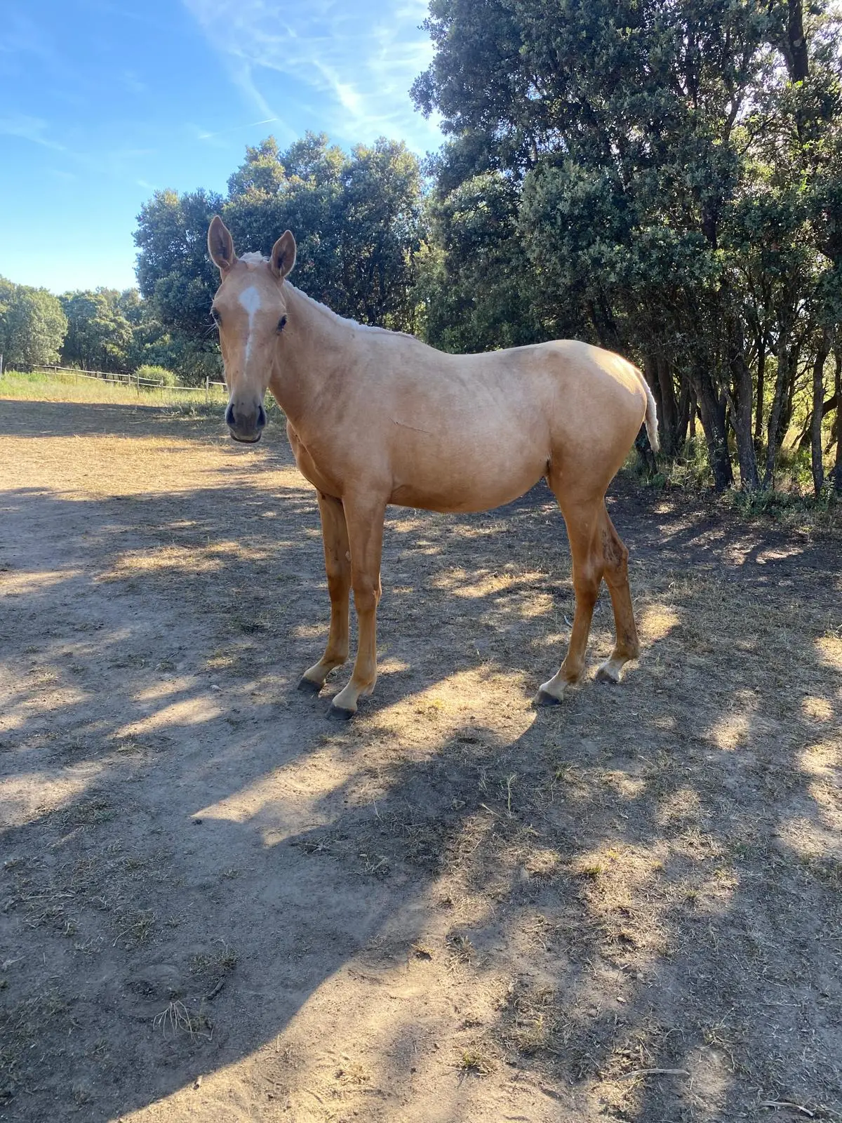 POTRA PALOMINA ANGLOLUSA