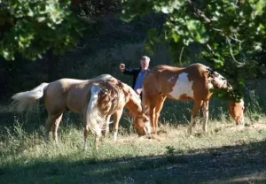 Constelación Equina