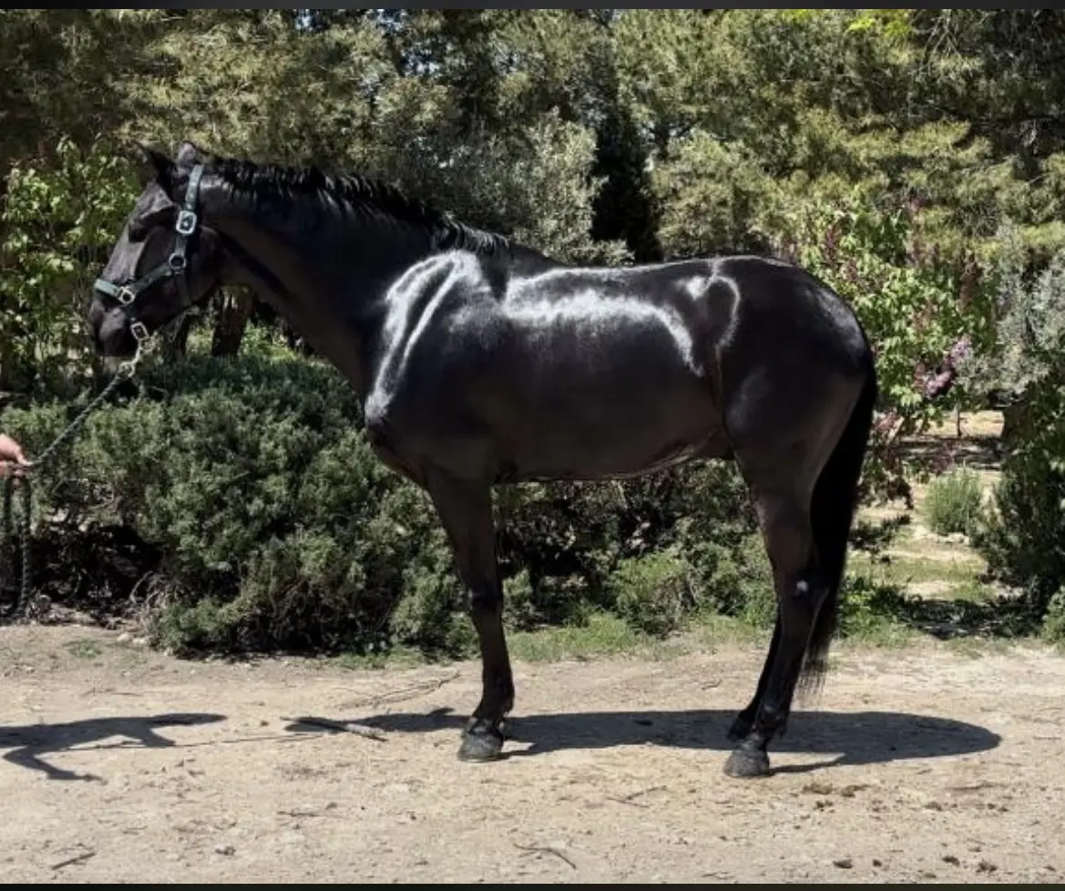 Se vende potro lusitano