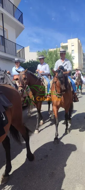 Caballo español castaño