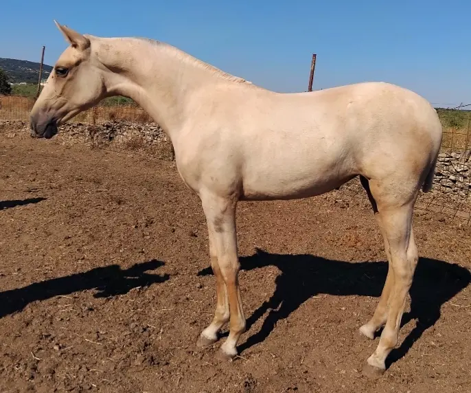 En venta potra perla