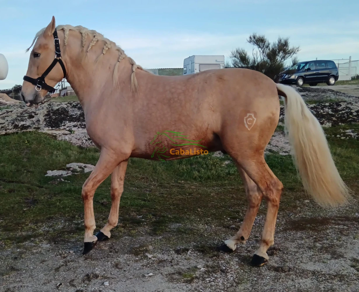 Palomino Pura raza española va hacer 3 años 1.63 linea Ismaeli